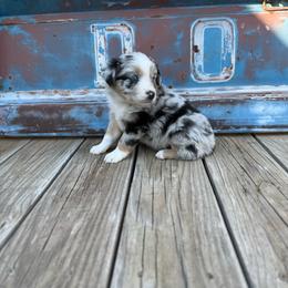 Girl 2 - Blue merle female Miniature Australian Shepherd puppy in Ellsworth, Kansas from Flying H Mini Aussies