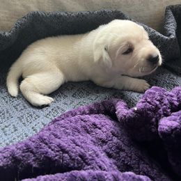 Tris - Yellow male Labrador Retriever puppy in San Diego, California from Sammieslabpuppies