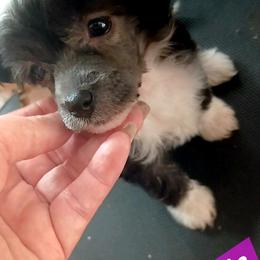 Bootsie B W puffer - Black and white female Chinese Crested puppy in Elizabethtown, Kentucky from Sakkarra Chinese Crested Dogs and Art