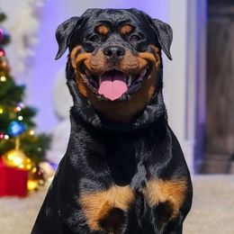 Rottweilers from Von der Edel Rottweilers