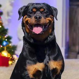 Rottweilers from Von der Edel Rottweilers