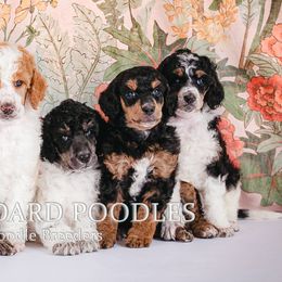 Poodle Puppies from Setting the Standard Poodles
