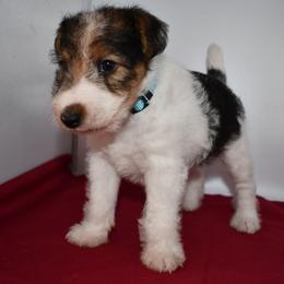 Winston - White black and tan male Wire Fox Terrier puppy in Draper, Virginia from Shady Oaks WFT