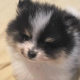 Boy 1 - Tri-colored male Pomeranian puppy in Jamestown, California from Park Avenue Poms