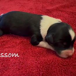 Blossom - Black tri-color female Aussiedoodle puppy in Cartersville, Georgia from Simply Blessed Doodles