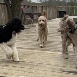 Golden Aussiedoodles from Hillside Doodles