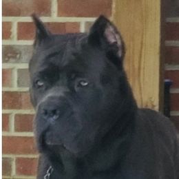 Thor - Cane Corso