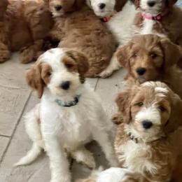 "Arielle/Cruze puppies" Goldendoodle Puppies from BFF Goldendoodles