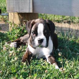Penny - Brindle female Boxer puppy in Walton, Kentucky from Fast Lane Boxers
