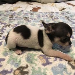 Chihuahua Puppies from Chilove Chihuahuas