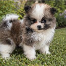 Teddy Graham - Cream sable parti male Pomeranian puppy in Buck Valley, Pennsylvania from Buck Valley Pomeranians