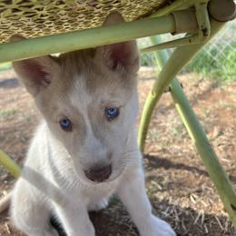 Ramza - Red and white male Siberian Husky puppy in Bangs, Texas from Final Siberians