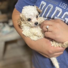Porter - White male Cavapoo puppy in Chino, California from Coopers Lane Puppies