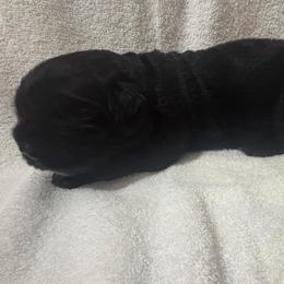 Black Boy - Black male Newfoundland puppy in Seffner, Florida from Tampa Bay Farm