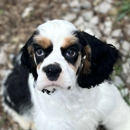 Cocker Spaniels from LoElls Cocker Spaniels
