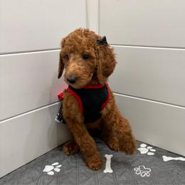 Peach collar - Red  female Poodle puppy in San Benito, Texas from Irene's Poodles