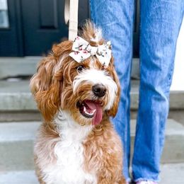 Clementine - Bernedoodle