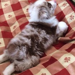 Australian Shepherds from Breeze n Aussies