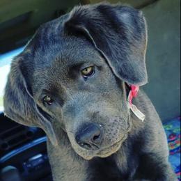 Dilute Retrievers and Labrador Retrievers from Charcoal And Silver Labs