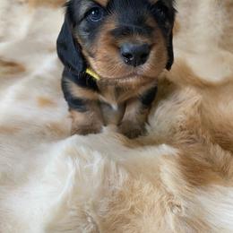 Toby-yellow collar-2500 - Black and tan male Dachshund puppy in Great Bend, Pennsylvania from Dashing Doxies