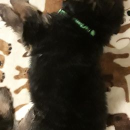 German Shepherd Puppies from Von Jo-Rielle Kennel