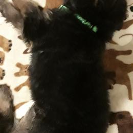 German Shepherd Puppies from Von Jo-Rielle Kennel
