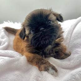 Sienna - Brindle female Shih Tzu puppy in Jacksonville, Florida from Fancy Garden Shih Tzu