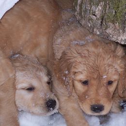 Golden Retrievers from Pemberley Retrievers