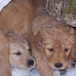 Golden Retrievers from Pemberley Retrievers