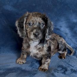 Oahu - Dapple male Dachshund puppy in Escalon, California from Dashing Dachshunds RF