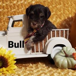 Bull - Miniature Schnauzer puppy in Vernal, Utah from High Uinta Schnauzers