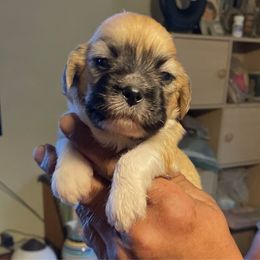 Mr Wilson - Brindle male Lhasa Apso puppy in Fort Worth, Texas from Sheri's Lhasa Apso Puppies