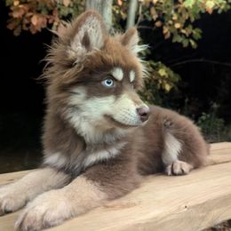 Buttercup - Pomsky