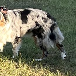 Miniature Australian Shepherds from Sweet N Sassy  Australian Shepherds