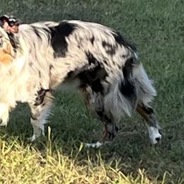 Miniature Australian Shepherds from Sweet N Sassy  Australian Shepherds
