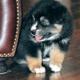 Aussiedoodles and Miniature Australian Shepherds from ETX Lazy D Aussies & Doodles