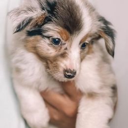 Miniature Australian Shepherd Puppies from AUSSOME AUSSIES
