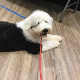 Old English Sheepdog All Grown Up from Ellen Kane's Old English Sheepdogs