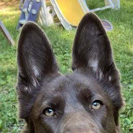 Z - German Shepherd