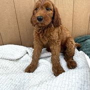 Purple - Red female Irish Doodle puppy in Bloomfield, Iowa from Schooley Doodles