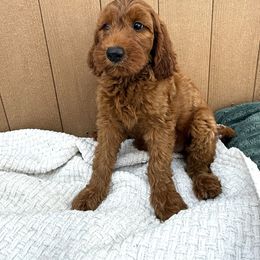 Purple - Red female Irish Doodle puppy in Bloomfield, Iowa from Schooley Doodles