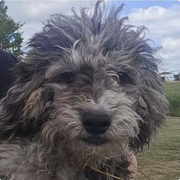 Maltipoo puppies from Mosaic Merle Doodles