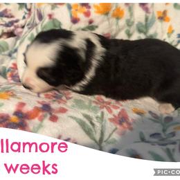 Tullamore - Black tri-color female Australian Shepherd puppy in Grand Junction, Colorado from Niyu Aussies