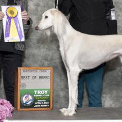 Salukis from Tamarisk Salukis