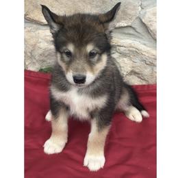 Matterhorn - Agouti and white male Alaskan Malamute puppy in Easton, Maryland from Stars Howl-O Kennels by FurEver Friends Inc