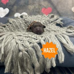 Hazel - Chocolate female Dilute Retriever puppy in Forest City, Iowa from Helm Labs