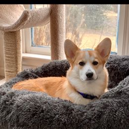 Pembroke Welsh Corgi Puppies from Cadenza Corgis