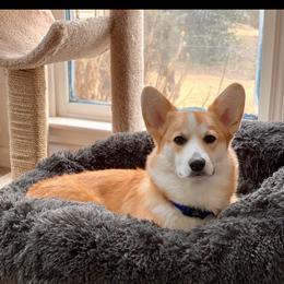 Pembroke Welsh Corgi Puppies from Cadenza Corgis