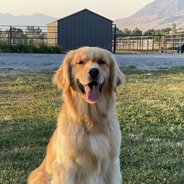 Eazy - Golden Retriever
