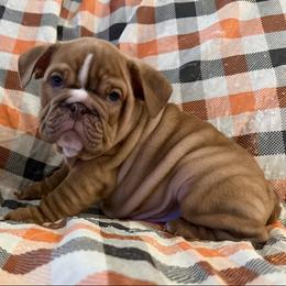 Charlie Brown - Fawn and white male Bulldog puppy in Granada Hills, California from Bliss Bulldogs
